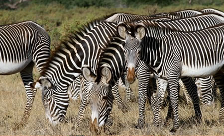Grevy's Zebras - Samburu Game Reserve